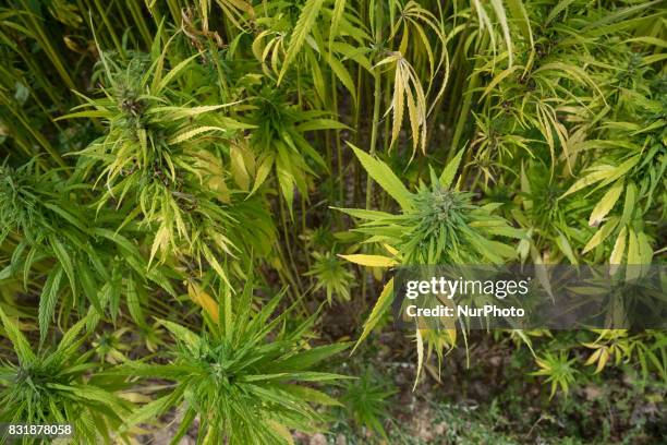 Field with industrial hemp growing in France on 15 August 2017. The cultivation of Hemp as been for the last decade the only culture with no OGM and...