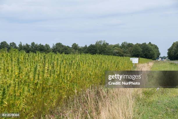 Field with industrial hemp growing in France on 15 August 2017. The cultivation of Hemp as been for the last decade the only culture with no OGM and...