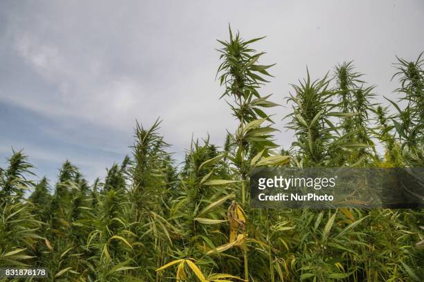 Field with industrial hemp growing in France on 15 August 2017. The cultivation of Hemp as been for the last decade the only culture with no OGM and...