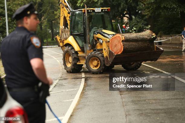 Central Park workers remove parts of a massive tree that came down Tuesday morning injuring a mother and her three young children on August 15, 2017...