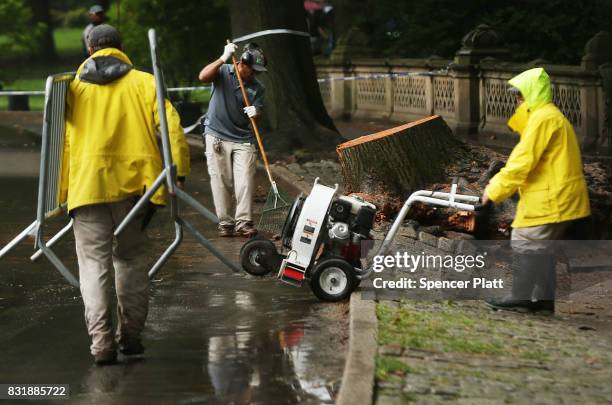 Central Park workers clean up around an area where a massive tree came down Tuesday morning injuring a mother and her three young children on August...