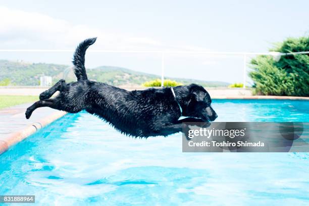 a black dog in the pool - retriever jump stock pictures, royalty-free photos & images