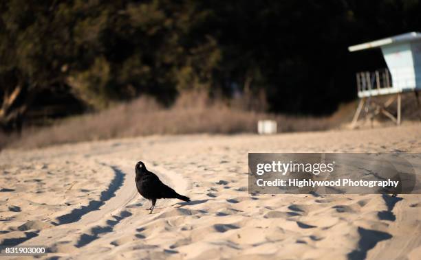 blackbird on the beach - natural bridge state park stockfoto's en -beelden