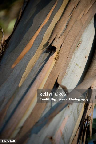 eucalyptus close-up - natural bridge state park stockfoto's en -beelden