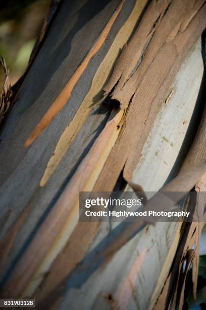 eucalyptus close-up - natural bridge state park stock pictures, royalty-free photos & images