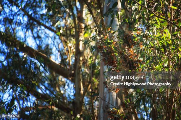 butterfly bunch - natural bridge state park stock pictures, royalty-free photos & images