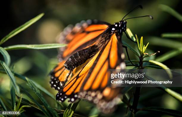 profile of a monarch - natural bridge state park stockfoto's en -beelden