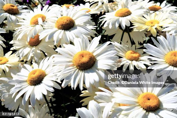 leucanthemum vulgare – oxeye daisy - pyrethrum stock pictures, royalty-free photos & images