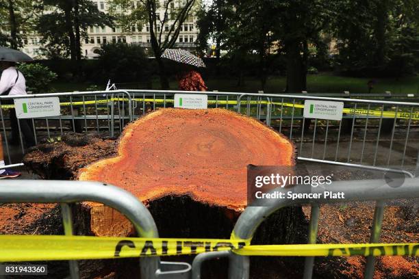 The stump of a tree is all that remains in Central Park after workers removed the massive tree that came down Tuesday morning injuring a mother and...