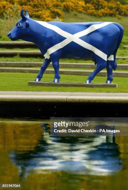 Salty the cow, one of 94 cows making up the CowParade stands outside Scottish parliament, Edinburgh, today as the world's largest public arts...
