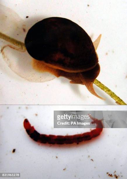 Pond snail and a bloodworm similar to the ones caught by the Prince of Wales during a pond dipping session at the Daerwynno Outdoor Centre near...