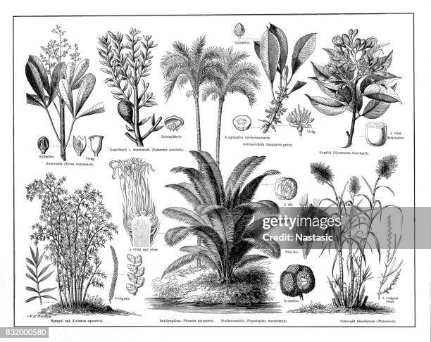 stockillustraties, clipart, cartoons en iconen met industriële installaties - palm sugar