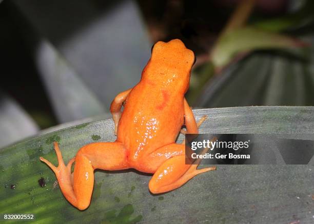 golden mantella (mantella aurantiaca) - mantella stock pictures, royalty-free photos & images