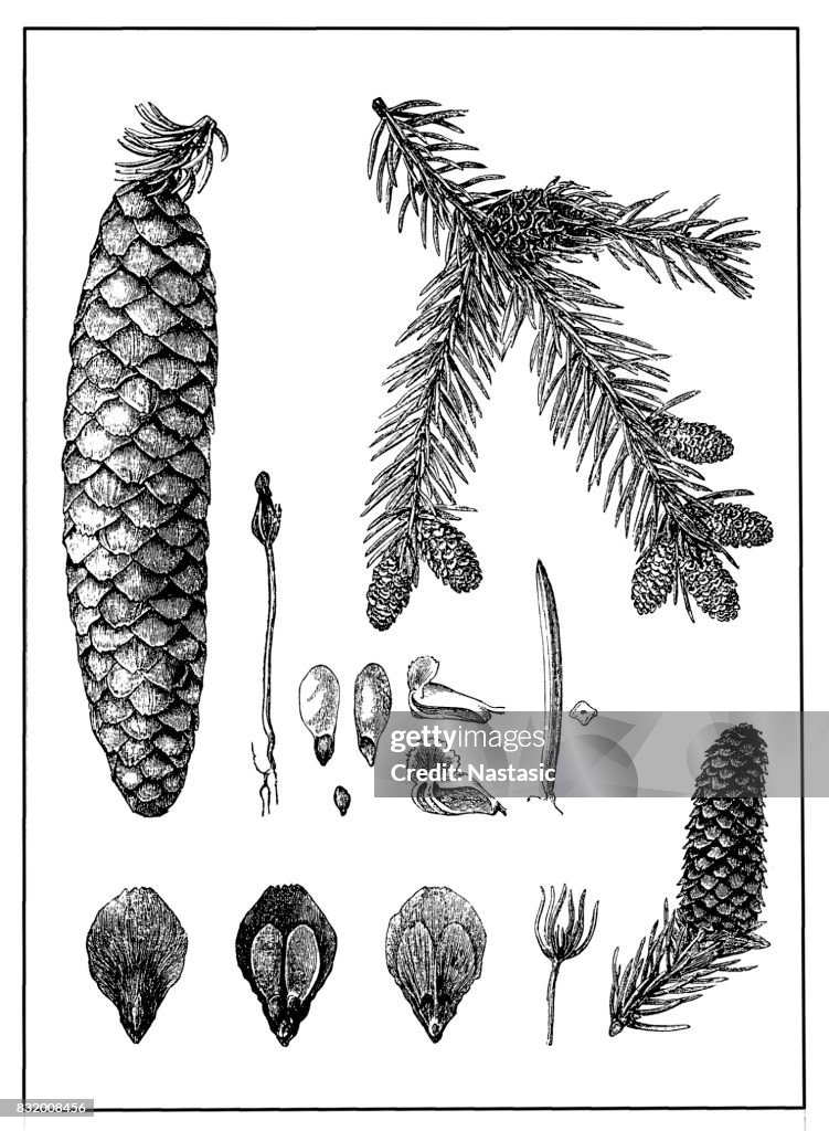 Picea abies (Norway spruce)