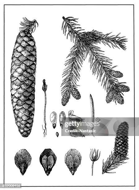picea abies (norway spruce) - pine cone white background stock illustrations