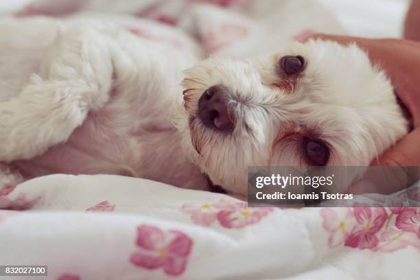 close-up of dog lying down - dog looking down at camera stock pictures, royalty-free photos & images
