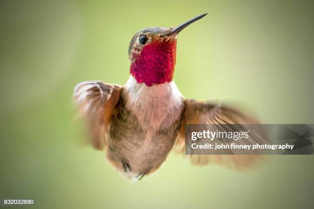 broad-tailed hummingbird - ruby throated hummingbird stock pictures, royalty-free photos & images