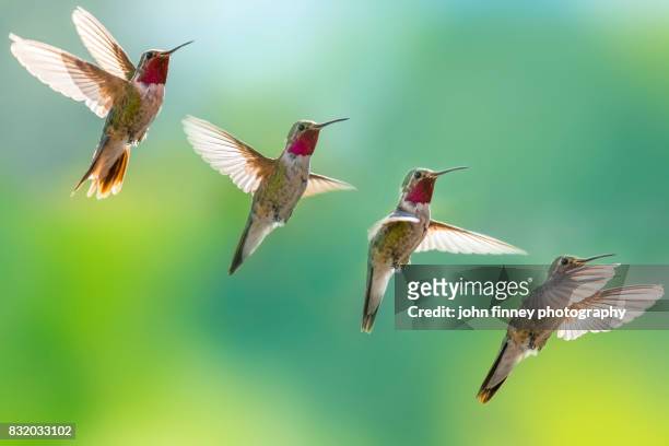 broad-tailed hummingbird in flight, in sequence. - klapwieken stockfoto's en -beelden