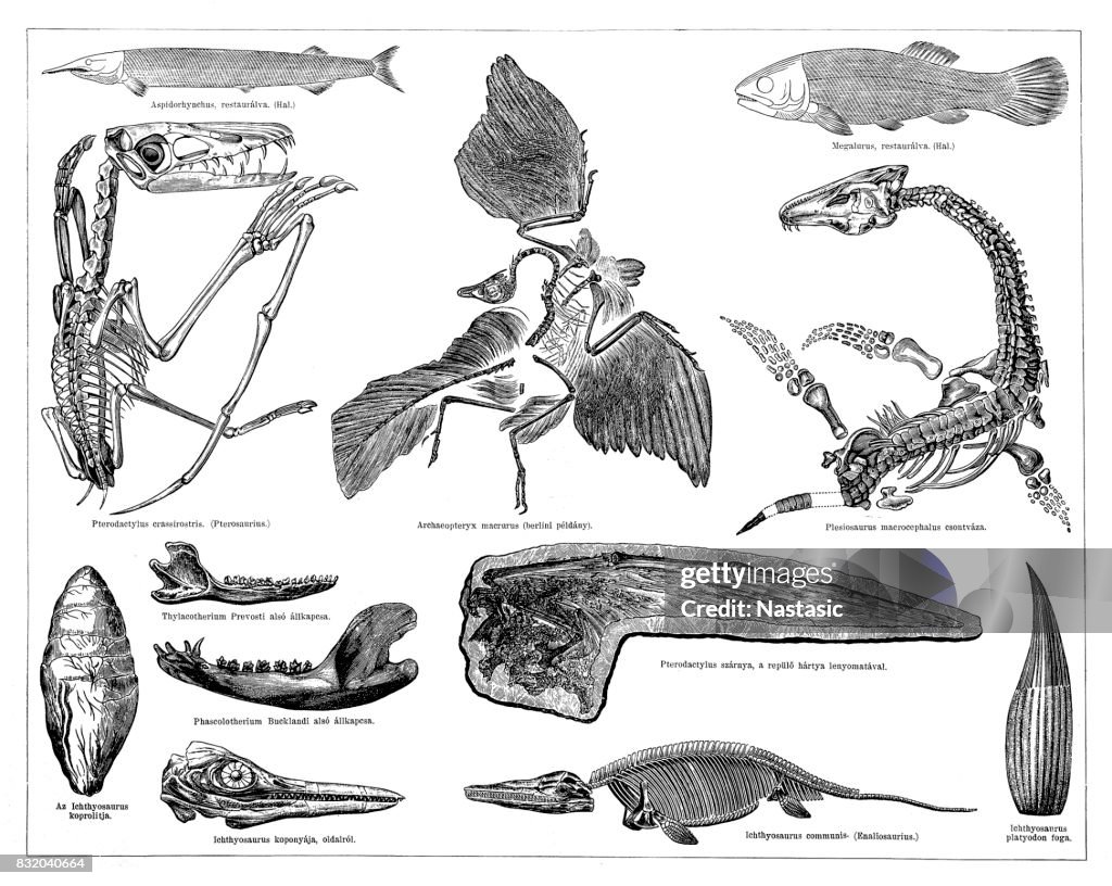 Jurassic fossils