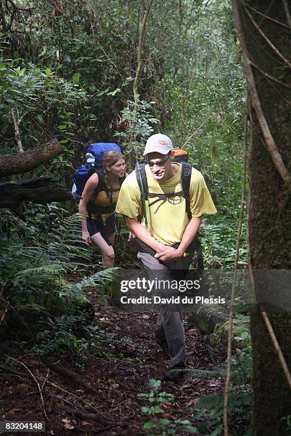 man and woman hiking uphill in indigenous forest, magoebaskloof, limpopo province, south africa - limpopo province photos et images de collection