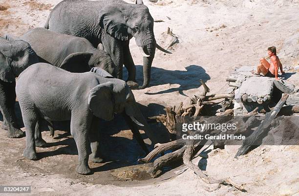 tourist observing elephant (loxodonta africana) herd. chobe national park, botswana. - white elephant stock pictures, royalty-free photos & images