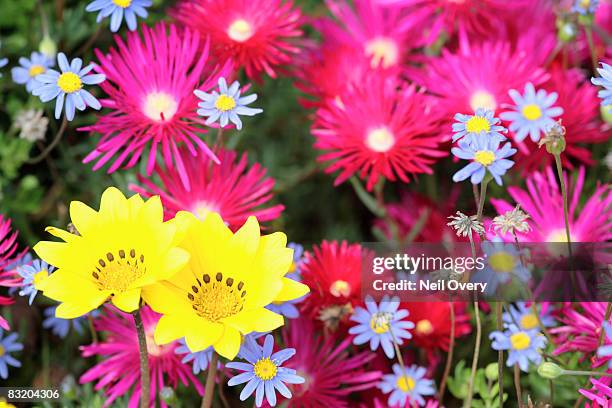 common arctotis (arctotis hirsuta), grahamstown, eastern cape province, south africa - grahamstown stock pictures, royalty-free photos & images