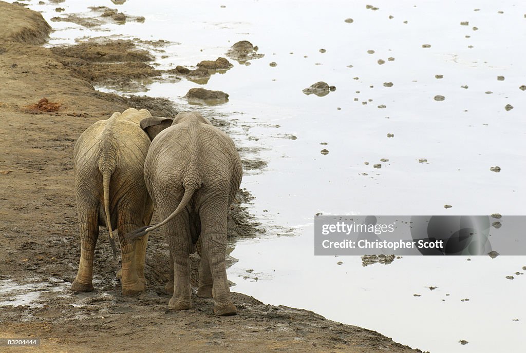 Two male sub-adult African Elephants (Loxodonta africana) bond at a waterhole, Masuma pan, Hwange National Park, Matabeleland North Province, Zimbabwe