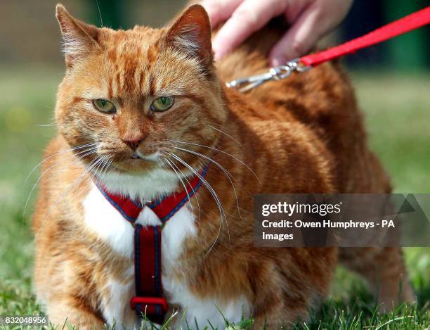 Garfield, a monster moggy who weighs in at a huge 14lbs, relaxes at the Longbenton cat and dog shelter in Newcastle after being found as a stray in...