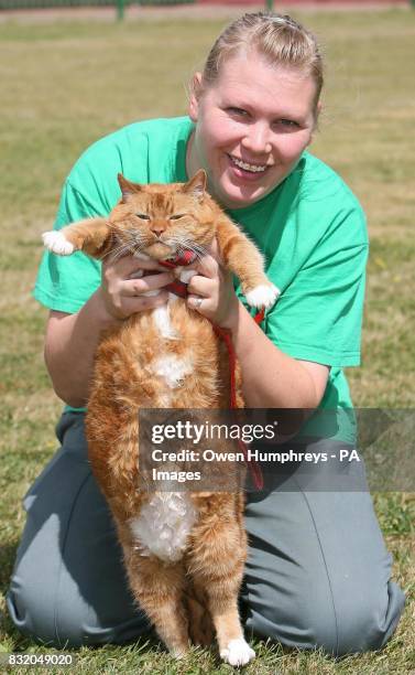 Garfield, a monster moggy who weighs in at a huge 14lbs, relaxes in the arms of shelter worker Annika Lough at the Longbenton cat and dog shelter in...