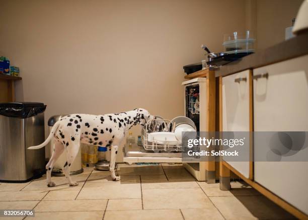 dog licking dirty dishes in the dishwasher - greedy dog stock pictures, royalty-free photos & images