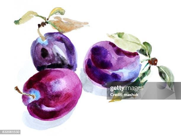 watercolor plum - plum stock illustrations