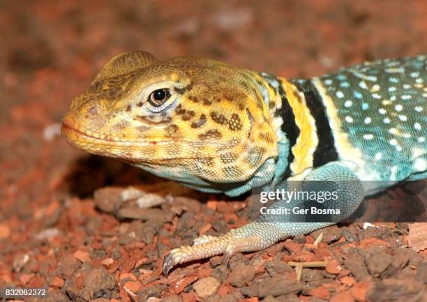 collared lizard close up portrait - crotaphytidae stock pictures, royalty-free photos & images