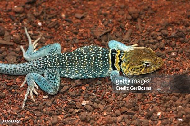 collared lizard (crotaphytus collaris) - lagarto de collar fotografías e imágenes de stock