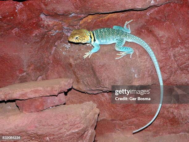 eastern collared lizard - crotaphytidae stock pictures, royalty-free photos & images