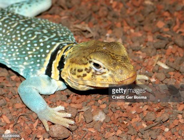 male collared lizard (crotaphytus collaris) - lagarto de collar fotografías e imágenes de stock