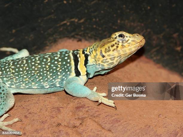 collared lizard (crotaphytus collaris) - crotaphytidae stock pictures, royalty-free photos & images