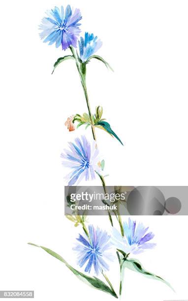 watercolor cichory - chicory stock illustrations