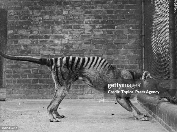 Thylacine or 'Tasmanian wolf', or 'Tasmanian tiger' in captivity, circa 1930. These animals are thought to be extinct, since the last known wild...