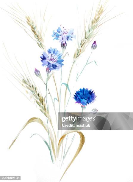 aquarell weizen und kornblume - kornblume stock-grafiken, -clipart, -cartoons und -symbole