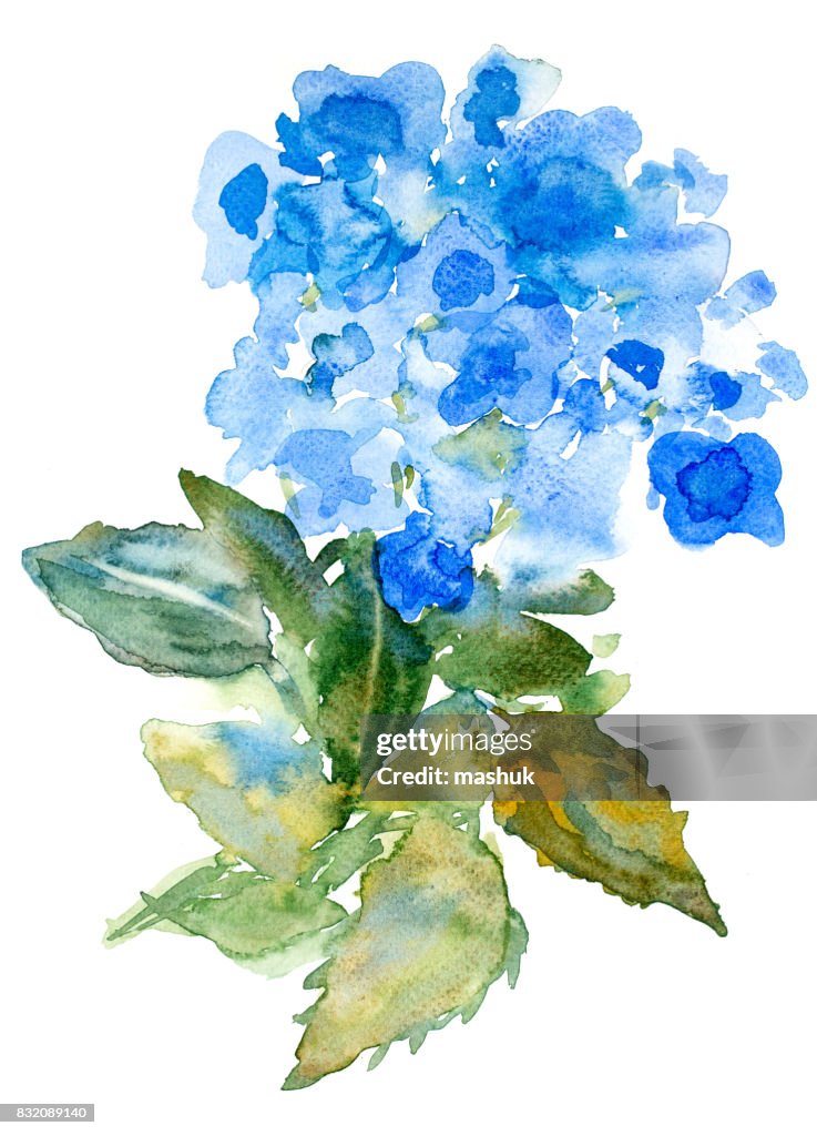 Watercolor Hydrangea