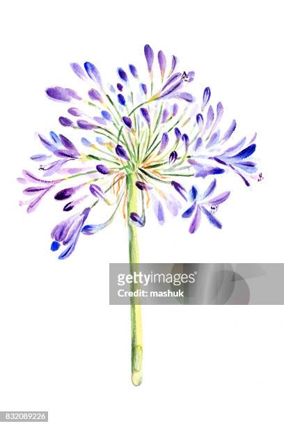 watercolor lily of the nile (agapanthus) - african lily stock illustrations