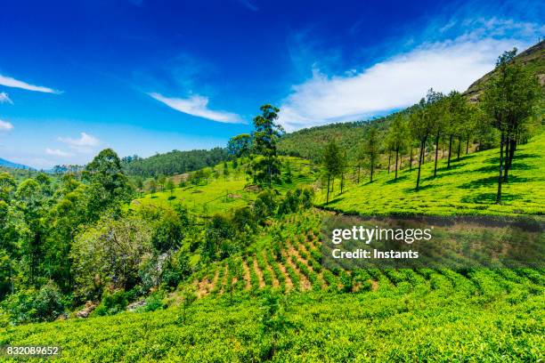 landschaft von einem der munnar-teeplantagen, in südindien. die berge der western ghats sind sichtbar im hintergrund. - western ghats stock-fotos und bilder