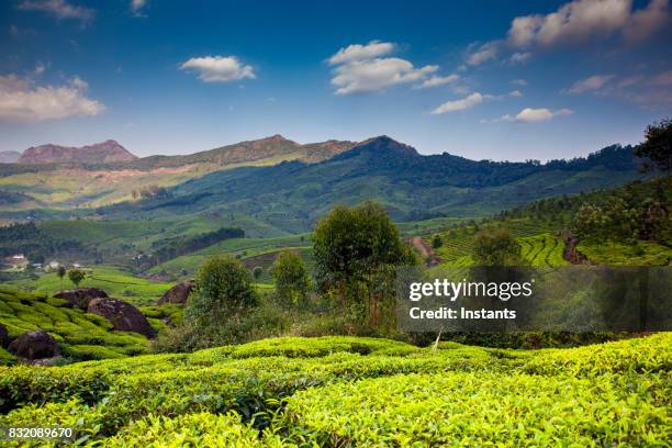 landschaft von einem der munnar-teeplantagen, in südindien. die berge der western ghats sind sichtbar im hintergrund. - western ghats stock-fotos und bilder