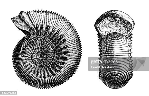 cephalopod fossil ,ammonites - escargot stock illustrations