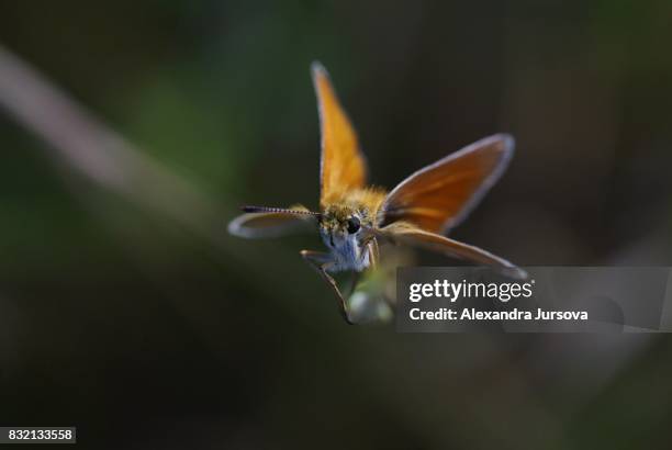 butterfly - pollen basket stock pictures, royalty-free photos & images