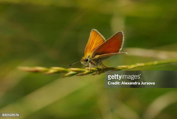 butterfly - pollen basket stock pictures, royalty-free photos & images