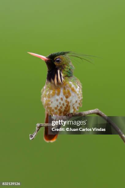 black-crested coquette (lophornis helenae) - black crested coquette imagens e fotografias de stock