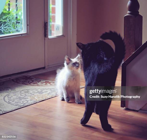 black cat and siamese kitten - black siamese cat stock pictures, royalty-free photos & images