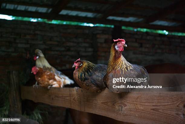 hens - perch imagens e fotografias de stock