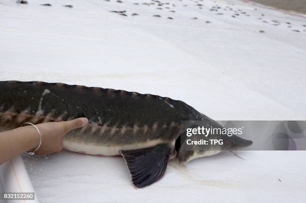 Kaluga Sturgeon Photos and Premium High Res Pictures - Getty Images